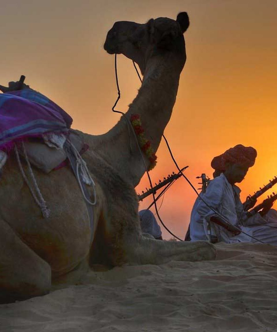 rajasthan-camel-min