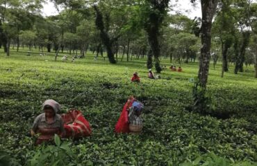 tea-garden-darjeeling-min
