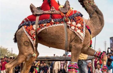 camel-raj