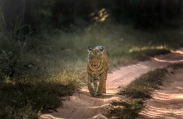 Tiger-Bandhavgarh-min