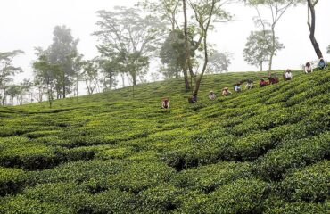 Darjeeling-Tea-Garden-min