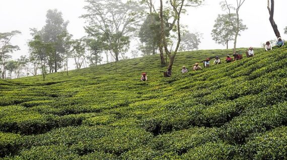 Darjeeling-Tea-Garden-min
